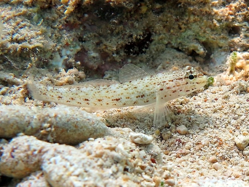 Gobius incognitus (M. Kovacic and R. anda, 2016) vs. Gobius bucchichi (Steindachner,1870)